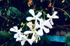 Jasmine (altered digital photo)