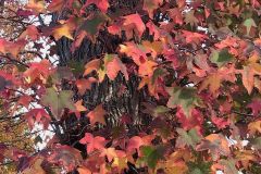 Liquid Amber (digital photo)