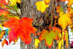 Lake Balboa Leaves (digital photo with effects)